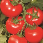 Bülent