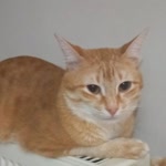 Şencan