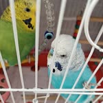Ali