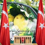 Rasim