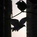 Nihat