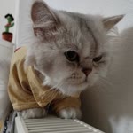 Betül