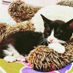 Zeynep