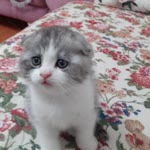 Serdar