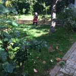 Ayse