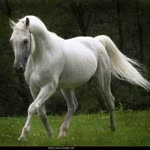 Arzu