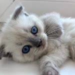 Zeliha