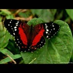 Ebru