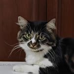 Ömer
