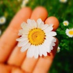 Ayse