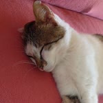 Songül
