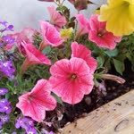 Hiba