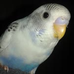 Meltem