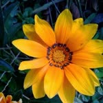 Orhan