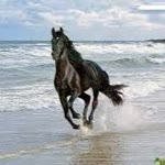 Deniz
