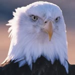 Viva
