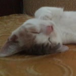 Mahmut