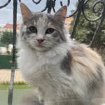 Sonay
