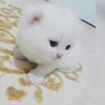 Fatma