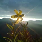 Deniz