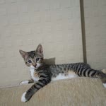 Yasemin