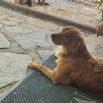 Hazal