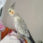 Ali