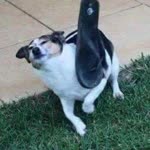 Oh No