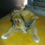 Erdal