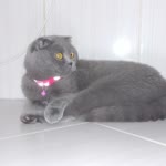 Elif