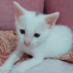 Emine