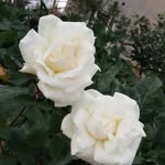 Hatice