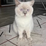 Burak