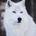 Furkan
