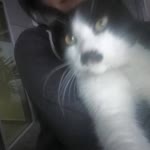 Ezgi