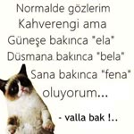 Nur
