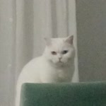 Saliha