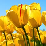 Nehir