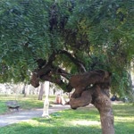 Melih