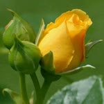 Sibel