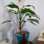 Musa