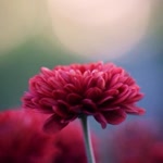 Sibel