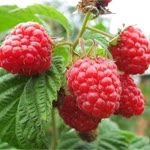 Güney