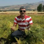 Halil