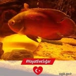 Hakan