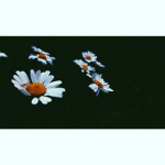 Merve