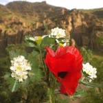 Keleş