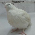 Ümit
