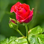 Muhammed