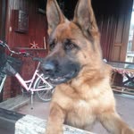 Nedim